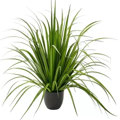 CASA Allium Hierba Ornamental Verde Hot