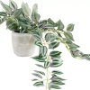 CASA Calathea Planta Colgante Gris, Verde, Morado New