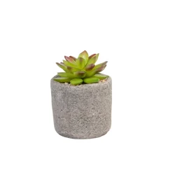 CASA Granit Planta Crasa En Maceta Verde Best Sale