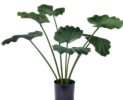 CASA Lotus Planta Verde Store