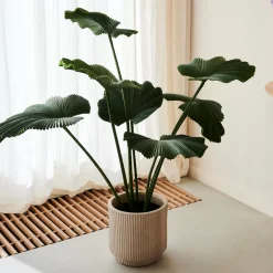 CASA Lotus Planta Verde Store