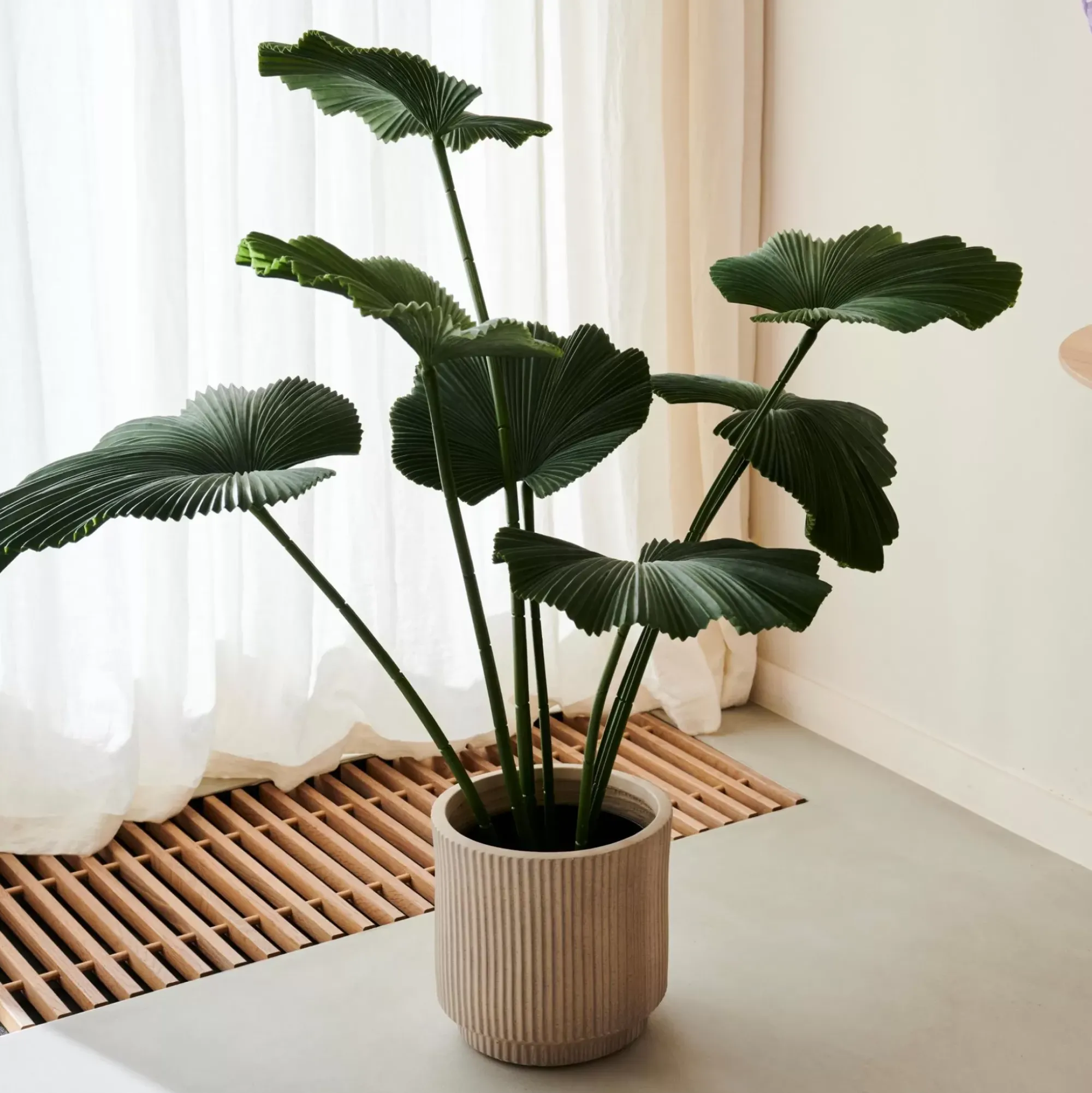 CASA Lotus Planta Verde Store