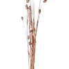 CASA Phalaris Hierba Ornamental Cobrizo Sale